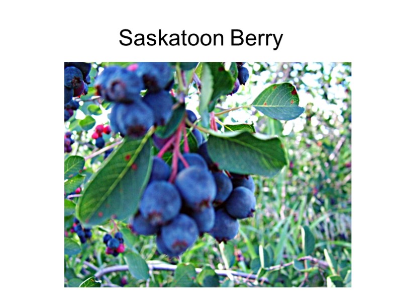 Saskatoon Berry
